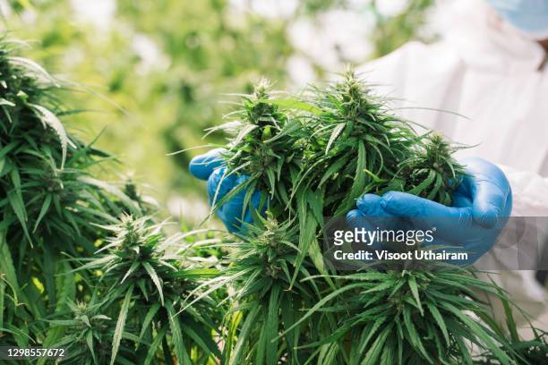 marijuana plants,scientist checking hemp plants in the field. - marijana stock pictures, royalty-free photos & images