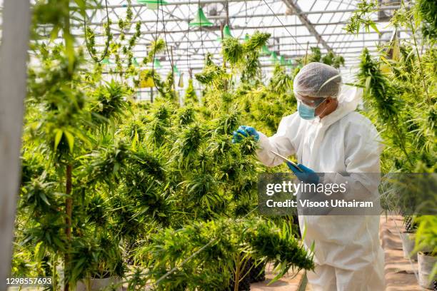 scientist checking cannabis plants in marijuana garden indoor grow area before harvesting. - cannabis business stock pictures, royalty-free photos & images