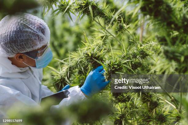 planting cannabis,scientist checking hemp plants. - cannabinoid fotografías e imágenes de stock