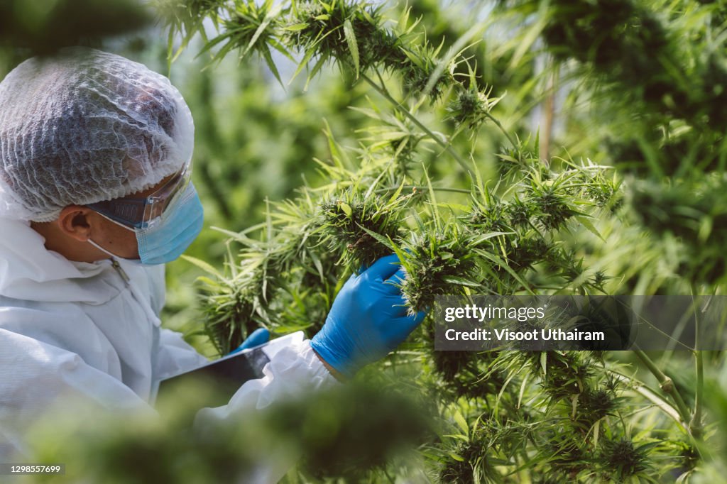 Planting cannabis,Scientist checking hemp plants.