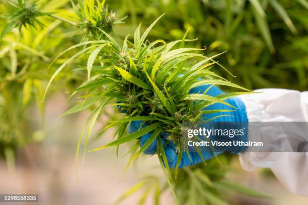 cannabis research concepts,cbd oil,pharmaceutical industry. - test strip stock pictures, royalty-free photos & images