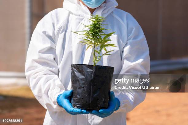 cannabis leaf grow grow marijuana green farm medicinal agriculture. - ambrosia stock pictures, royalty-free photos & images