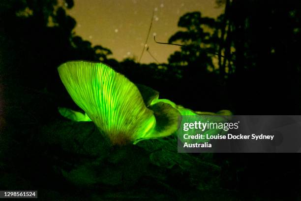 ghost fungi glowing at night - bioluminescence stock-fotos und bilder