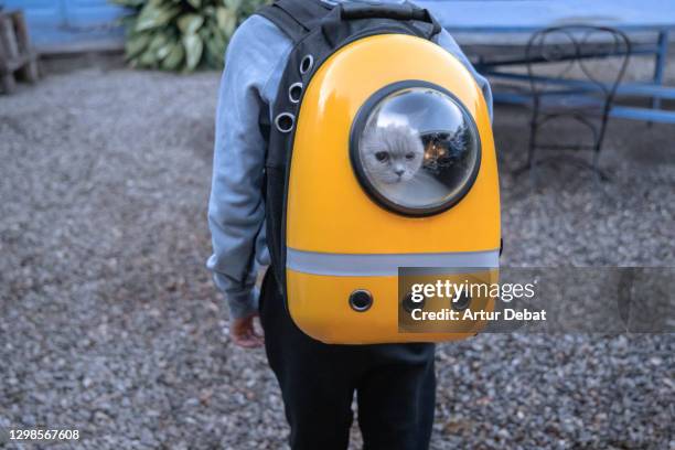 cute cat traveling in capsule carrier backpack with kid. - mochila-bolsa fotografías e imágenes de stock