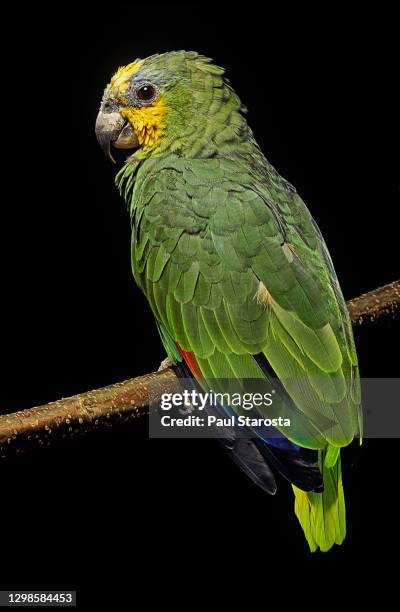 amazona ochrocephala (yellow-crowned amazon, yellow-crowned parrot) - amazona ochrocephala stock pictures, royalty-free photos & images