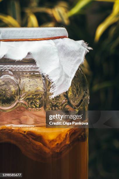 kombucha drink close-up. scooby culture. fermented foods, prebiotic, probiotic, healthy food concept. tea drink in a beautiful jar on the background of green plants. wellness lifestyle. - brain in a jar stock pictures, royalty-free photos & images