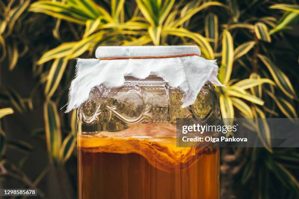 kombucha drink close-up. scooby culture. fermented foods, prebiotic, probiotic, healthy food concept. tea drink in a beautiful jar on the background of green plants. wellness lifestyle. - kombucha ストックフォトと画像