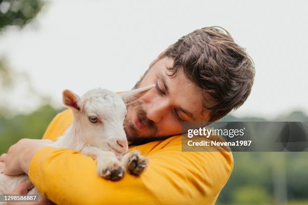 amor! - cabrito - fotografias e filmes do acervo