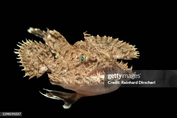 short-spined anglerfish, lophius budegassa, mediterranean sea, cap de creus, costa brava, spain - anglerfish stock pictures, royalty-free photos & images