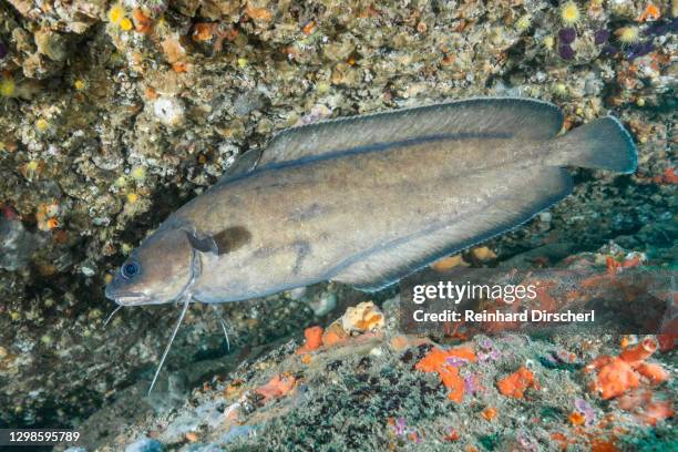 Forkbeard Fish What Is Hake Fish Photos and Premium High Res Pictures - Getty Images