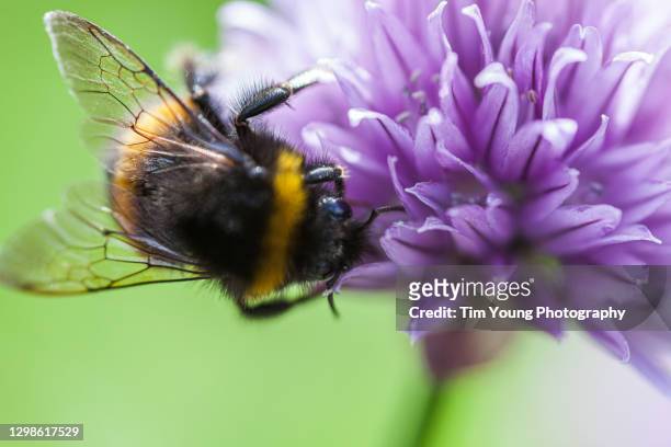 bumblebee on allium - allium stock pictures, royalty-free photos & images
