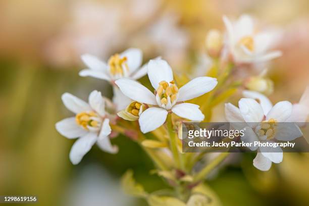 choisya ternata white flowers also known as mexican orange blossom or mexican orange - zagara foto e immagini stock