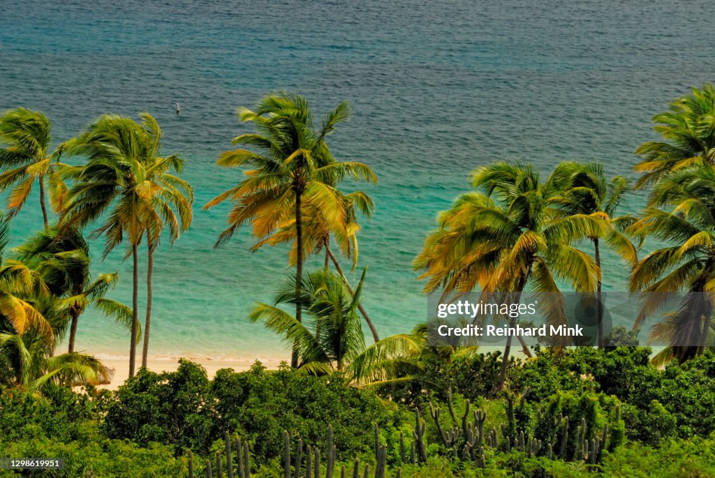 Tropical Coast
