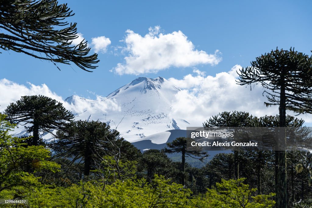 Llaima volcano in Conguillio National Park