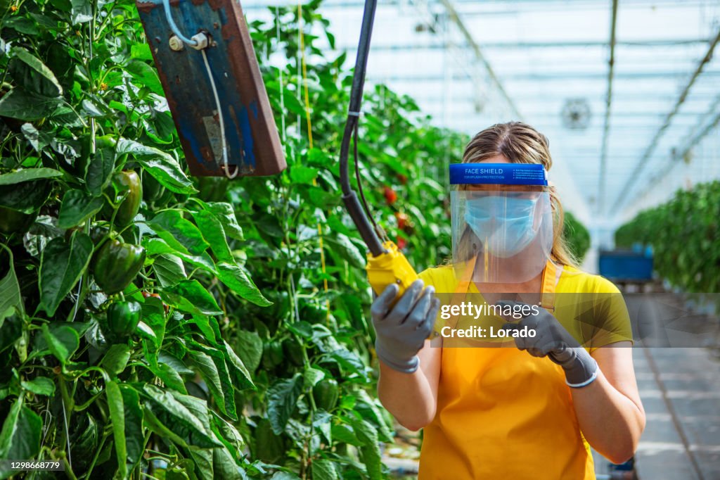 Corona practices in a Paprika Greenhouse in Holland