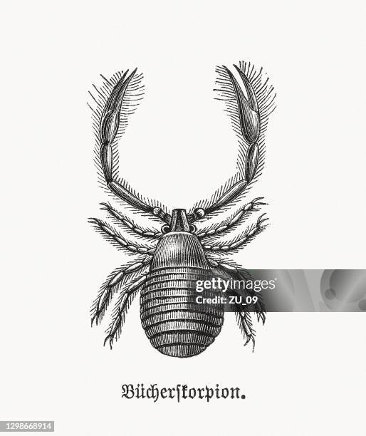house pseudoscorpion (chelifer cancroides), wood engraving, published in 1893 - pseudoscorpion stock illustrations