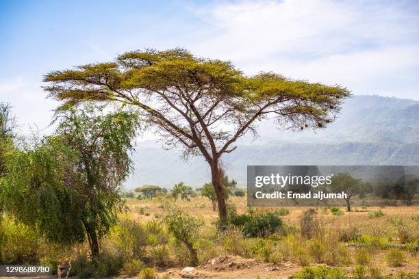 Temir Tree Ethiopia Trees Photos and Premium High Res Pictures - Getty Images
