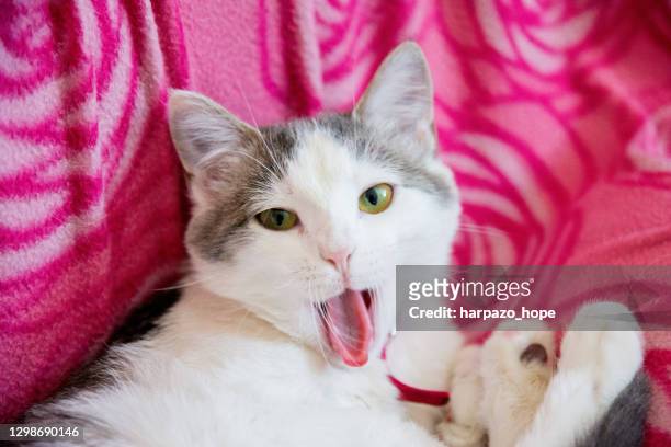 cat lying on a pink blanket sand sticking her tongue out. - cat sticking out tongue stock pictures, royalty-free photos & images