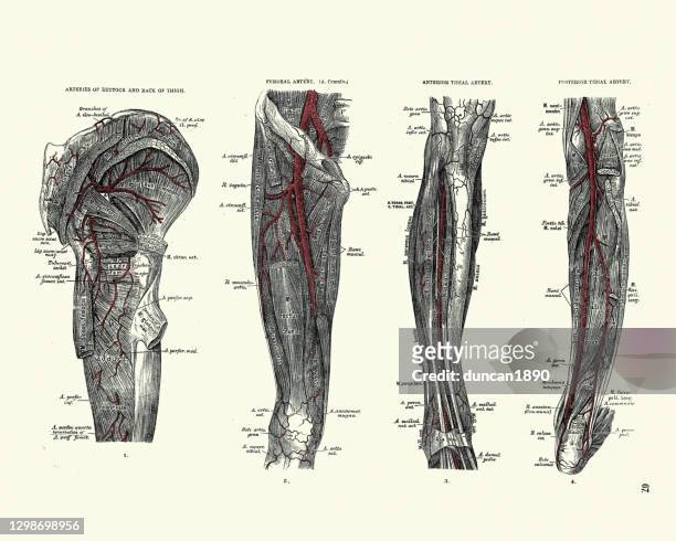 arterien von gesäß, oberschenkel, oberschenkel, vorderes tibial, posterior tibial, viktorianischen anatomischen zeichnung 19. jahrhundert - femur stock-grafiken, -clipart, -cartoons und -symbole