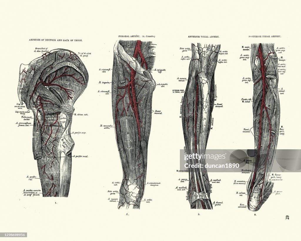 Arteries of buttock, thigh, femoral, anterior tibial, posterior tibial, Victorian anatomical drawing 19th Century