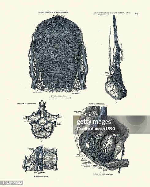 blood vessels of grand uterus, veins spermatic cord and testicle, vertebrae, pelvis, victorian anatomical drawing 19th century - capillary body part stock illustrations