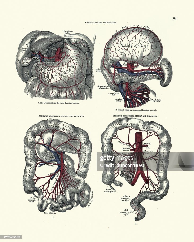 Coeliac artery and its branches, Superior and inferior mesenteric, Anatomy, Victorian anatomical drawing