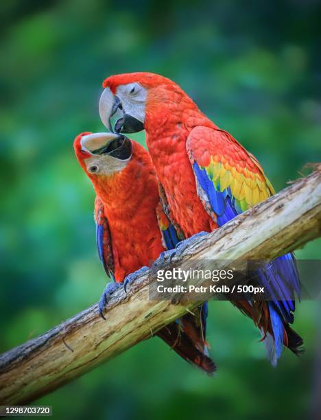 close-up of parrots perching on branch - guacamayo fotografías e imágenes de stock