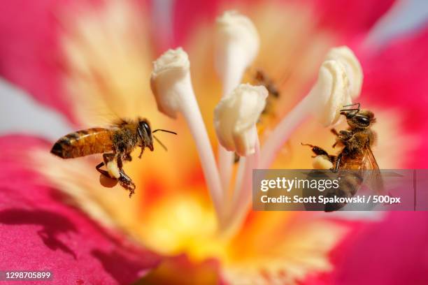 close-up of bee pollinating on pink flower,palm city,florida,united states,usa - honey bee ストックフォトと画像