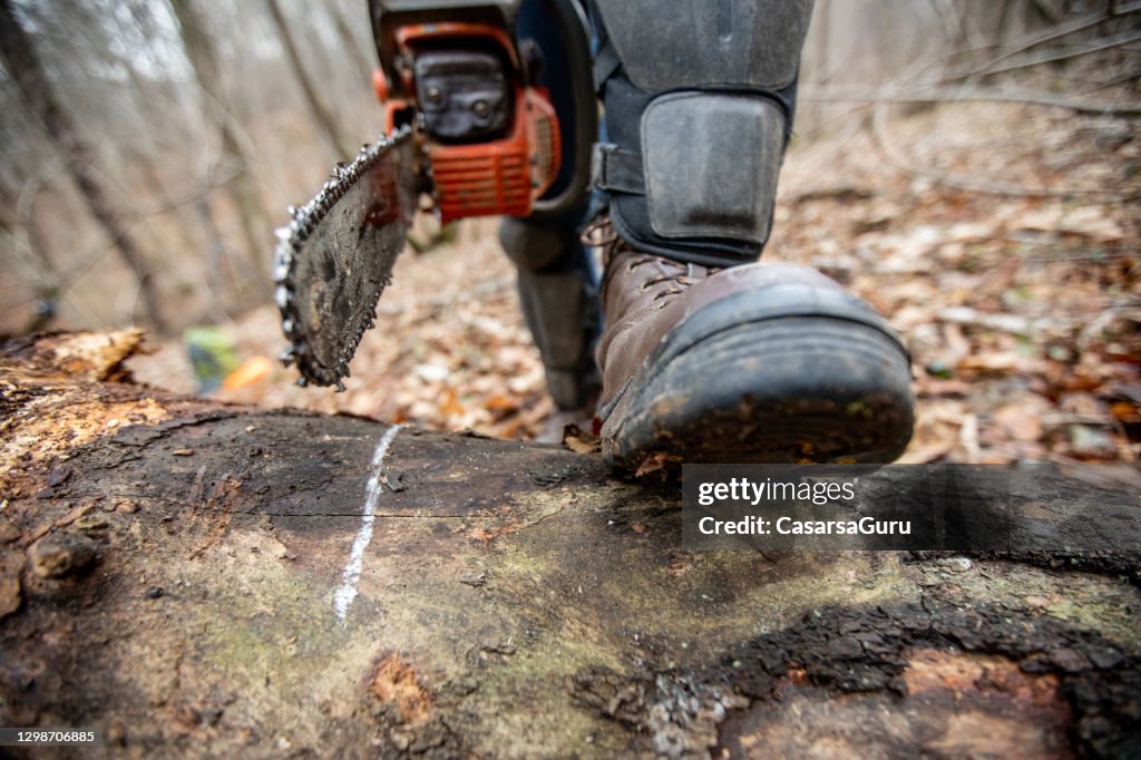 Close-up of Lumberjack About To Saw a Log Marked With Chalk