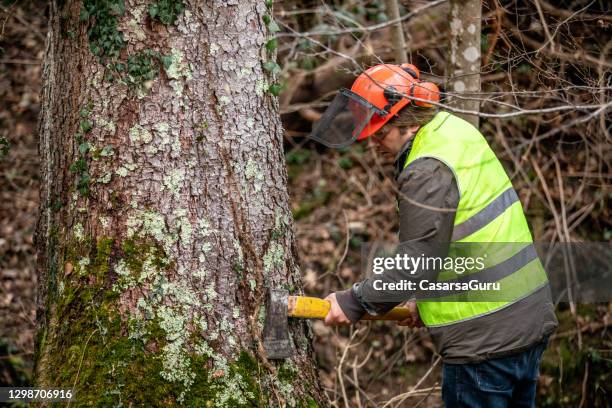 lumberjack removing ivy growing on spruce tree trunk - tree removal stock pictures, royalty-free photos & images