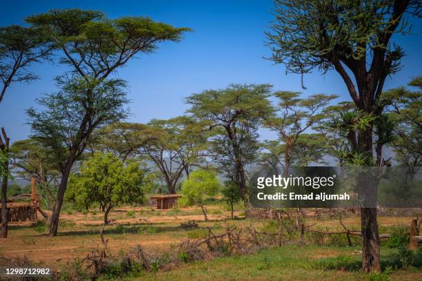 forested omo valley, ethiopia - omo valley stock pictures, royalty-free photos & images