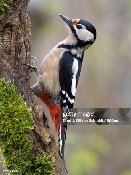 close-up of great spotted woodpecker perching on tree trunk,germany - great spotted woodpecker stock pictures, royalty-free photos & images