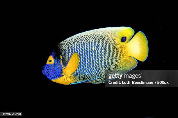 close-up of angeltropical saltwater queen angelfish swimming against black background - kaiserfisch stock-fotos und bilder