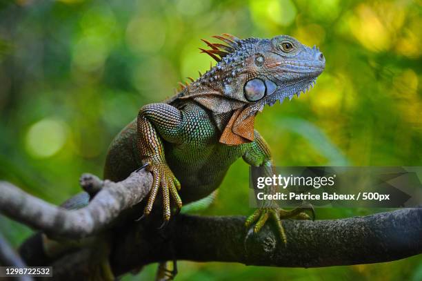 close-up of iguana on branch,alajuela,costa rica - iguana family stock-fotos und bilder