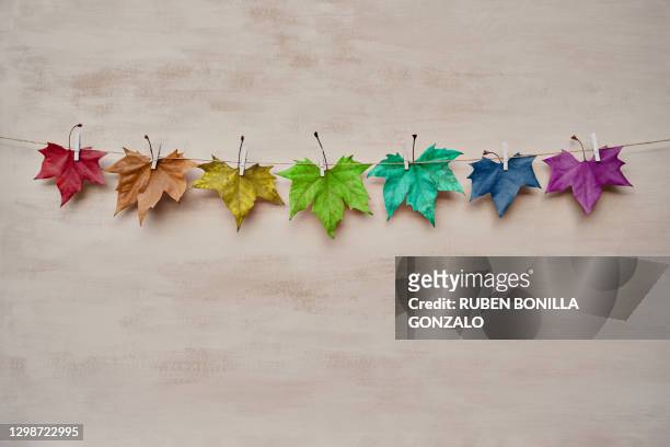 front view of seven multicolored dry leaves with rainbow colors hanging by white clothspin in a string line on a white background in an autumn studio scene. horizontal photo - 数字の7 ストックフォトと画像