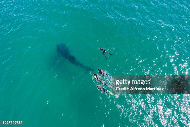 Tourists snorkel next to a whale shark, the largest fish in the world in the Gulf of California, in the protected area, as part of a whale shark...