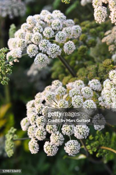 angelica (apiaceae), fredericton, new brunswick, canada - angelica stock pictures, royalty-free photos & images