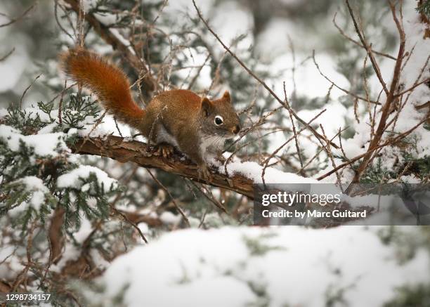 american red squirrel (tamiasciurus hudsonicus), fredericton, new brunswick, canada - american red squirrel stock pictures, royalty-free photos & images