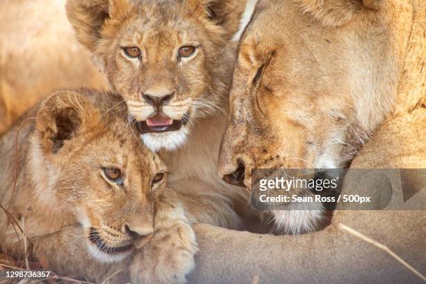 close-up of lions resting,hwange national park,zimbabwe - hwange national park bildbanksfoton och bilder
