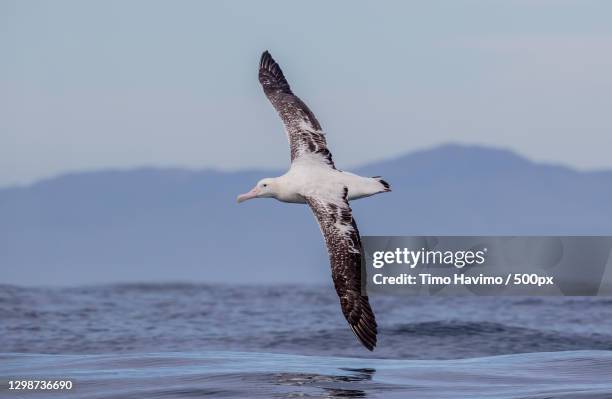 close-up of seagull flying over sea against clear sky - albatros - fotografias e filmes do acervo