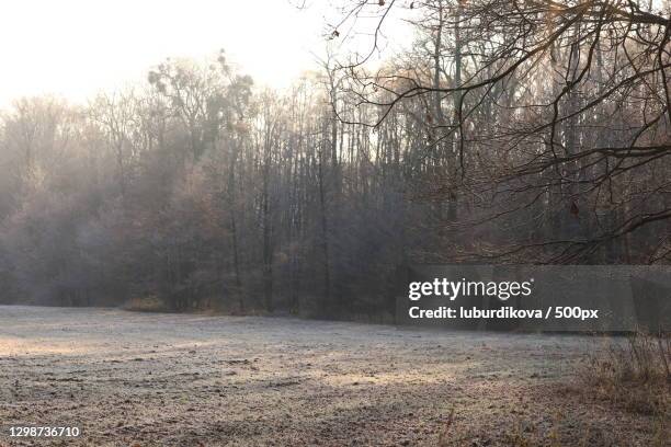 trees in forest during winter,ostrava,czech republic - ostrava stock pictures, royalty-free photos & images