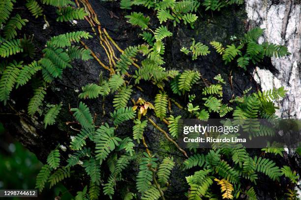 trunk of amazon tree with creeper plants - amazon vines stock-fotos und bilder