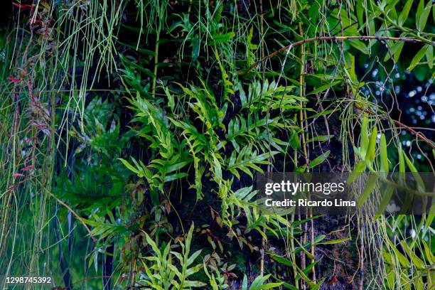 trunk of amazon tree with creeper plants - amazon-vines stock pictures, royalty-free photos & images