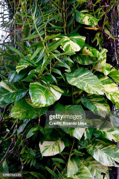 trunk of amazon tree with creeper plants - amazon vines stock-fotos und bilder