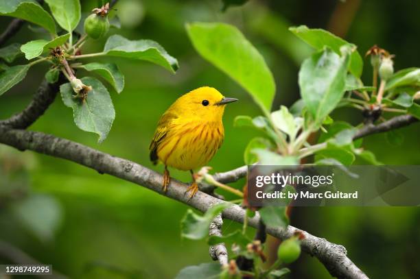 american yellow warbler (setophaga petechia), fredericton, new brunswick, canada - luì foto e immagini stock