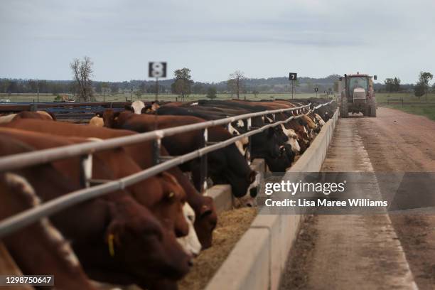 Station hand Maddie Stiller delivers feed along the cattle troughs at 'Old Bombine' on January 18, 2021 in Meandarra, Australia. COVID-19 and the...