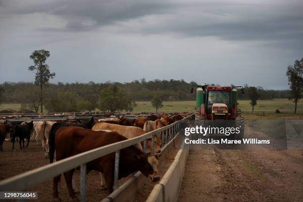 Matilda Penfold delivers cattle feed to troughs from a tractor at 'Mamaree' on January 18, 2021 in Meandarra, Australia. COVID-19 and the recent...