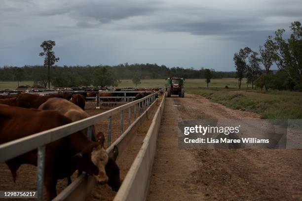 Matilda Penfold delivers cattle feed to troughs from a tractor at 'Mamaree' on January 18, 2021 in Meandarra, Australia. COVID-19 and the recent...