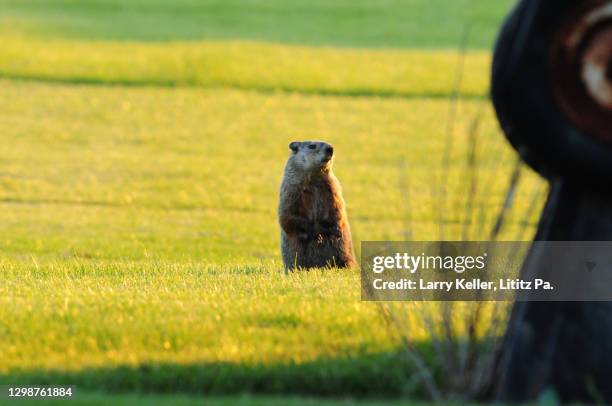 groundhog - funny groundhog fotografías e imágenes de stock