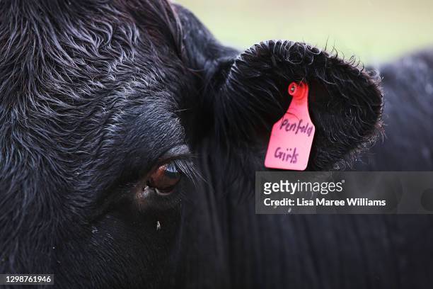 Black Angus breed of cow is seen at 'Old Bombine' on January 18, 2021 in Meandarra, Australia. COVID-19 and the recent Chinese export ban had an...